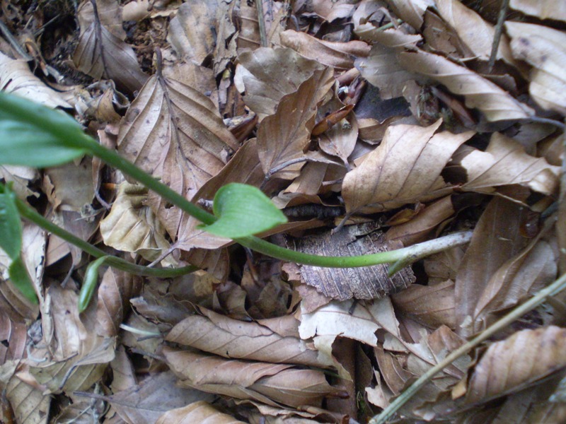 Epipactis persica subsp gracilis  e Epipactis atrorubens